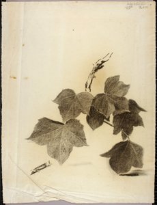 Bladene af Solon H. Borglum