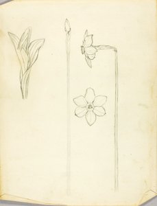 Undersøgelse af planter af Solon H. Borglum