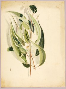 Planteundersøgelse, slutningen af det 19.-begyndelsen af det 20. århundrede.