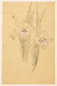 Studie af amarylliser af Sophia L. Crownfield
