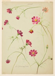 Studie af Cosmos