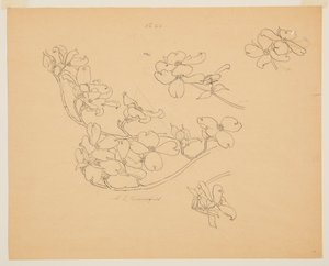 Studie af Kornel af Sophia L. Crownfield