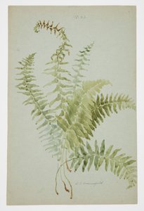 Studie af Fern af Sophia L. Crownfield