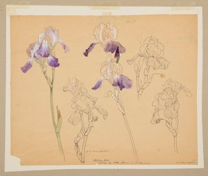 Studie af iris
