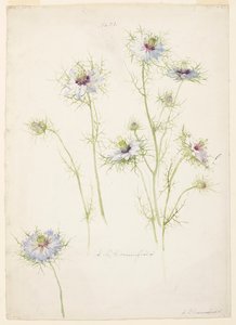Studie af Love-in-a-mist af Sophia L. Crownfield