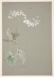 Undersøgelse af Pink Begonia af Sophia L. Crownfield