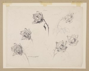 Studie af roser af Sophia L. Crownfield