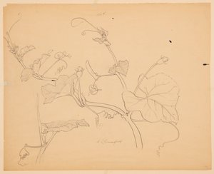 Studie af Squash Vines af Sophia L. Crownfield