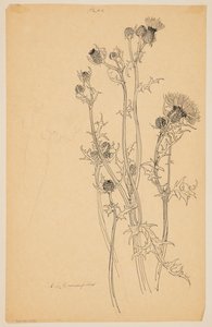 Studie af tidselplanter af Sophia L. Crownfield