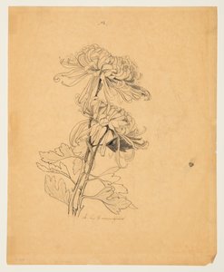 Undersøgelse af to krysantemum af Sophia L. Crownfield