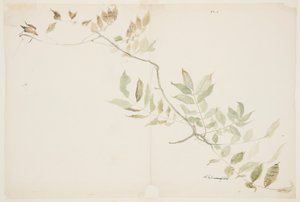 Undersøgelse af Wisteria-løv