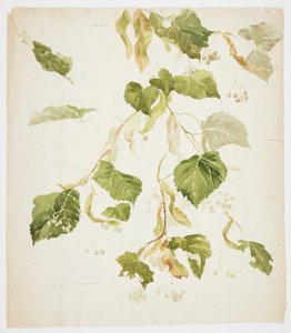 Studie af en Linden-gren