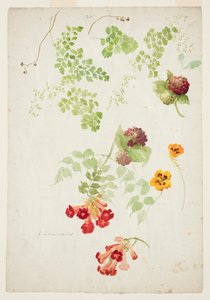 Studie af Maidenhair Fern, Trumpet Vine og Nasturtium