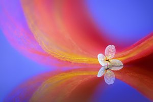 En delikat blomsterspejling