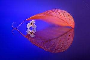 Refleksion af et flydende blad