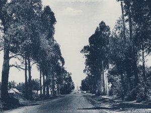 Avenue of Blue Gum Trees, Pretoria (s/h-billede) af South African Photographer