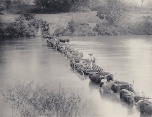 Hvordan floder krydses i Transvaal (s/h foto) af South African Photographer