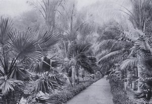 Palm Avenue, Botanic Gardens, Durban (s/h-billede) af South African Photographer