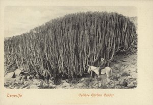 Mænd betragter den berømte kaktus ved Cardon på Tenerife (s/h-foto) af Spanish Photographer