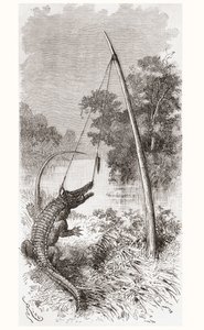 En alligatorfælde på Oyapock- eller Oiapoque-floden, som danner grænsen mellem Fransk Guyana og Brasilien af Spanish School