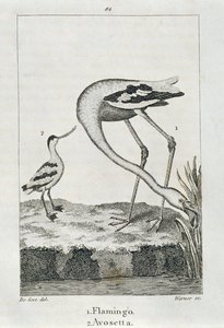 Flamingo og Avosetta, fra A History of the Earth and Animated Nature, London 1816 (kobberpladegravering) af Spanish School