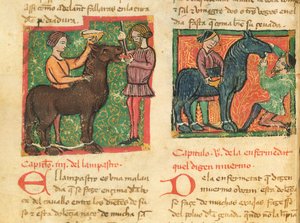 Ms 214 fol.26v Curing glossitis in a horse, fra Libro de Menescalcia y Albeyteria af Juan Alvarez, c.1390 af Spanish School