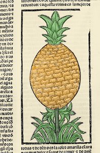Repræsentation af en ananas. Indgravering fra bogen "General history of the Indias, islands and continent of the ocean sea"" af Gonzalo Fernandez de Oviedo (Gonzalo) eller Fernandez de, eller Hernandez de Oviedo y Valdes (1478-1557) af Spanish School