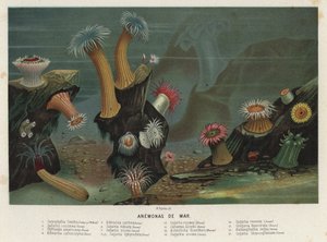 Søanemoner (chromolit) af Spanish School