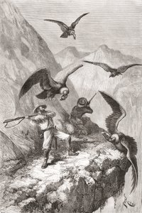 Édouard François André og ledsager blev angrebet af kondorer nær Calacali, Pichincha-provinsen, Ecuador, under hans botaniseringsekspedition ved foden af Andesbjergene i 1875-76 af Spanish School