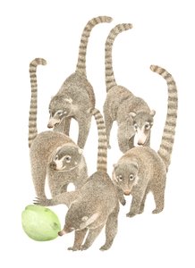 Costa Rica Coatis, 2019 (grafitblyant  digital) af Stacy Hsu
