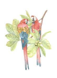 Costa Rica Scarlet Macaw, 2019 (grafitblyant  digital)