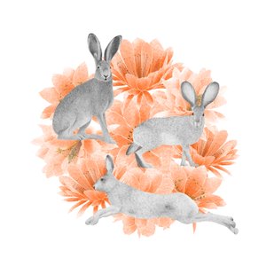 Jack Rabbits, 2021 (grafitblyant  digital)