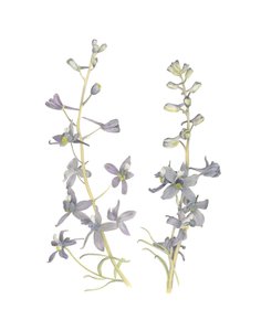 Larkspur, 2018 (grafitblyant  akvarel) af Stacy Hsu