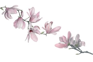 Magnolia, 2015 (grafitblyant  akvarel) af Stacy Hsu