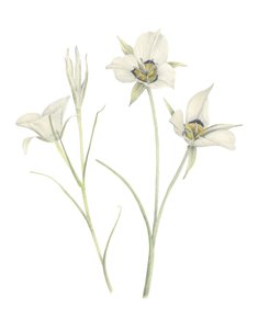 Mariposa Lily, 2018 (grafitblyant  akvarel) af Stacy Hsu