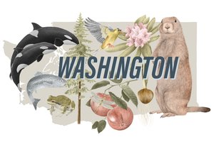 Washington State Symbols, 2018 (grafitblyant  digital)