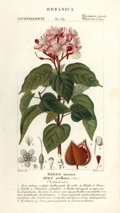 Achiote eller læbestift træ, Bixa orellana af Stanghi Stanghi