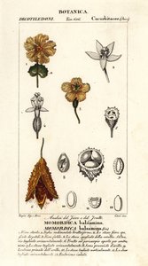 Afrikansk agurk, Momordica balsamina af Stanghi Stanghi