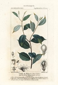 Agarwood, Aquaria malaccensis Kritisk truet af Stanghi Stanghi