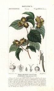 Amerikansk hasselnød, Corylus americana