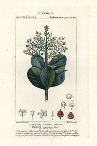 Oksetræ, Ardisia coriacea af Stanghi Stanghi