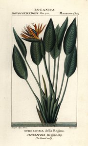 Paradisfugl, Strelitzia reginae af Stanghi Stanghi