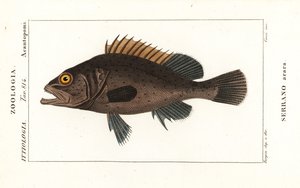 Sort havabbor, Mycteroperca bonaci af Stanghi Stanghi