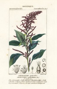 Blod amarant af Stanghi Stanghi