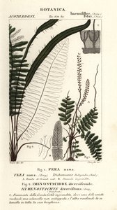 Børstebregne, Trichomanes botryoides af Stanghi Stanghi