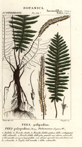 Børstebregne, Trichomanes elegans af Stanghi Stanghi