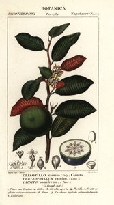 Cainite, Chrysophyllum cainite af Stanghi Stanghi