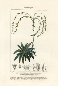 Canyon live-forever,, Dudleya cymosa af Stanghi Stanghi
