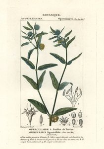 Grov stinkkrudt, Opercularia aspera af Stanghi Stanghi