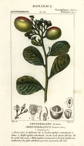 Cocoplum, Chrysobalanus icaco af Stanghi Stanghi